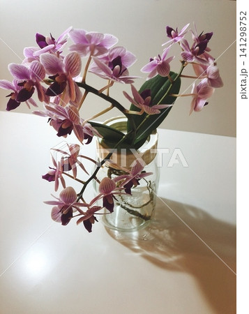 ガラスの花器とピンクの花 ガラスの花器とピンクの花 141298752