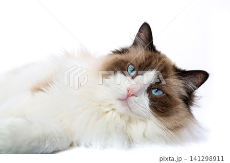 charming purebred ragdoll portrait with calm expression charming purebred ragdoll portrait with calm expression 141298911