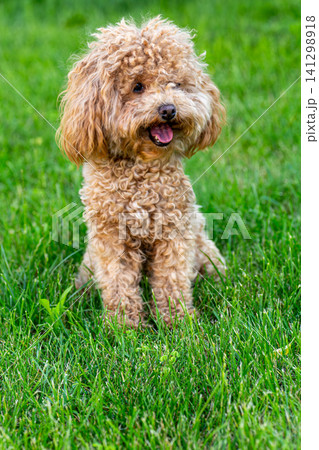 small maltipoo portrait with selective focus background small maltipoo portrait with selective focus background 141298918
