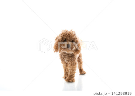 cute maltipoo dog isolated on white background cute maltipoo dog isolated on white background 141298919