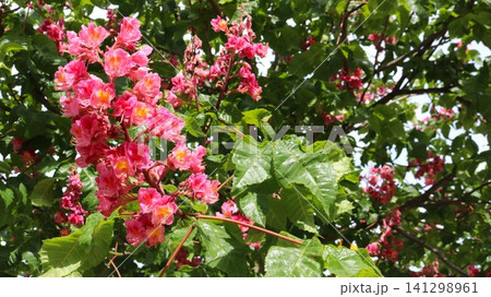 A close-up of a lush pink chestnut inflorescence with vibrant yellow centers. The large, fresh flowers stand out against the lush green foliage and branches of the tree on a clear, sunny day. 141298961