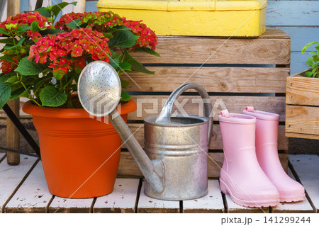 Red hydrangea in flower pot with metal watering can and pink rubber boots, gardening setting 141299244
