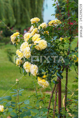 Colorful rose bush, tree with yellow blooming flowers in lush summer garden landscape background Colorful rose bush, tree with yellow blooming flowers in lush summer garden landscape background 141299259