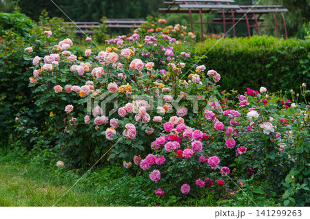 Bush of soft pink rose flowers blooming in garden with green leaves and natural background Bush of soft pink rose flowers blooming in garden with green leaves and natural background 141299263