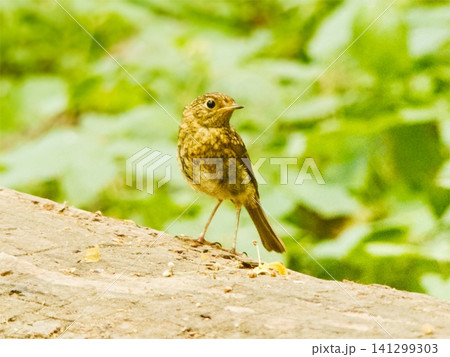 Juvenile european robin perching on natural wood Juvenile european robin perching on natural wood 141299303