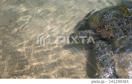Sea Turtle Swimming in Clear Waters of Sri Lanka's South Coast Sea Turtle Swimming in Clear Waters of Sri Lanka's South Coast 141299365