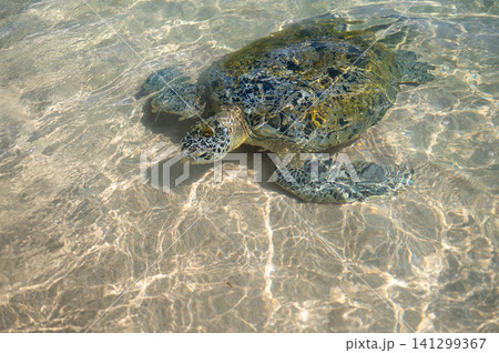 Sea turtle swimming gracefully in clear waters of Sri Lanka's so Sea turtle swimming gracefully in clear waters of Sri Lanka's so 141299367