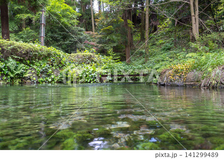 白川水源の湧水池と新緑の風景・熊本県 141299489