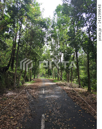 A road in the mountains in the fog after a storm. Around and on the way are broken trees and branches after a volcanic eruption. A road in the mountains in the fog after a storm. Around and on the way are broken trees and branches after a volcanic eruption. 141299648