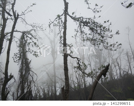 Jungle in the mountains in the fog after a storm. Forest in the fog. Trees, palm trees and branches are broken around after a volcanic eruption. Jungle in the mountains in the fog after a storm. Forest in the fog. Trees, palm trees and branches are broken around after a volcanic eruption. 141299651