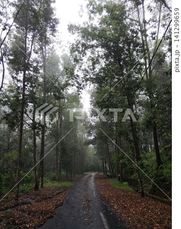 A road in the mountains in the fog after a storm. Around and on the way are broken trees and branches after a volcanic eruption. A road in the mountains in the fog after a storm. Around and on the way are broken trees and branches after a volcanic eruption. 141299659