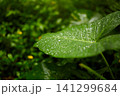 Close-up of a tropical plant leaf with dew. 141299684