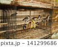 An old bird cage and bird are sold at an Asian market. 141299686