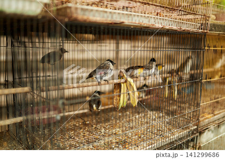 An old bird cage and bird are sold at an Asian market. 141299686
