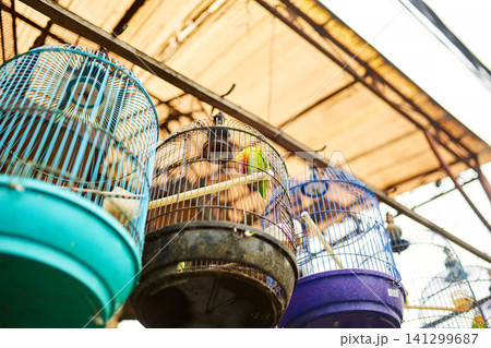 An old bird cage and bird are sold at an Asian market. An old bird cage and bird are sold at an Asian market. 141299687