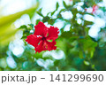 Red tropical hibiscus flower in a green garden. 141299690