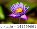 Close-up of a large purple water lotus on a lake. 141299691