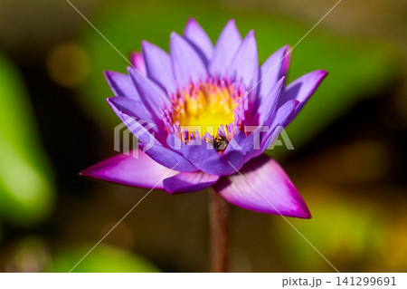 Close-up of a large purple water lotus on a lake. 141299691