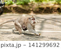 A monkey in an ancient park in the tourist town of Ubud on the tropical island of Bali 141299692