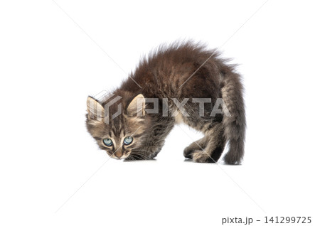 angry kitten isolated on a white background angry kitten isolated on a white background 141299725