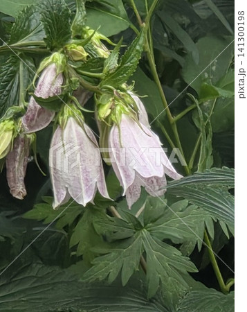 Spotted bellflower purple garden blossoms Spotted bellflower purple garden blossoms 141300198