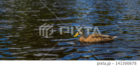 Duck glides smoothly across calm, rippling water surface Duck glides smoothly across calm, rippling water surface 141300678