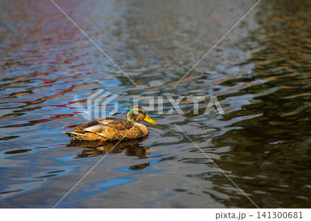 Duck glides calmly across reflective water surface Duck glides calmly across reflective water surface 141300681