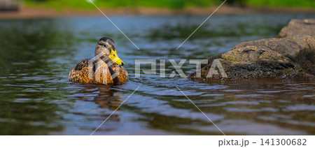 Brown duck swims calmly in calm water Brown duck swims calmly in calm water 141300682