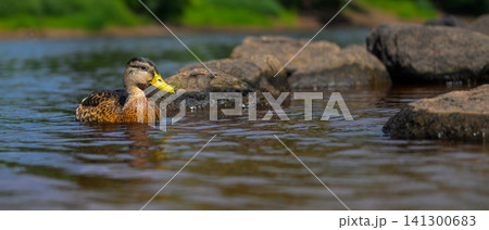 Duck glides calmly through shallow, rocky water Duck glides calmly through shallow, rocky water 141300683