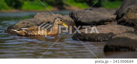 Mallard duck swims calmly in shallow, rocky water Mallard duck swims calmly in shallow, rocky water 141300684