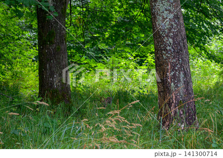 Lush green forest with two large trees 141300714