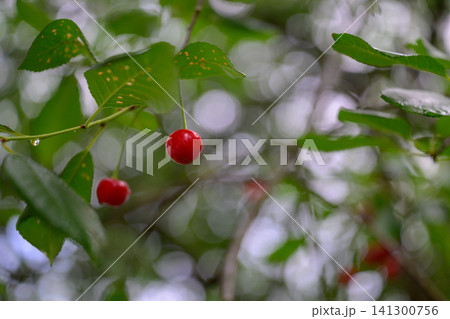 Red cherries hang from green leaves on a tree branch Red cherries hang from green leaves on a tree branch 141300756
