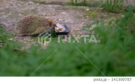 Hedgehog eats from black bowl on ground 141300787