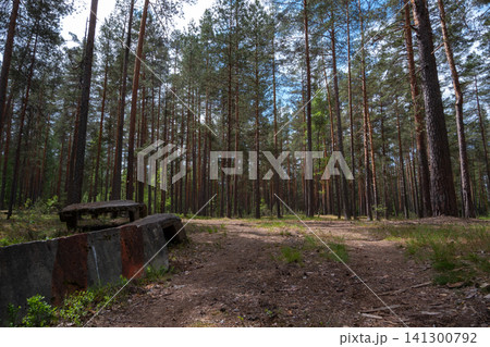Old concrete structure sits in tall pine forest 141300792