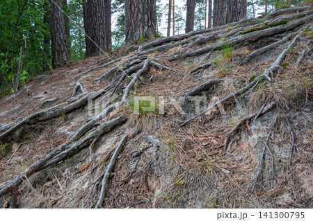 Exposed tree roots twist across a forest slope 141300795