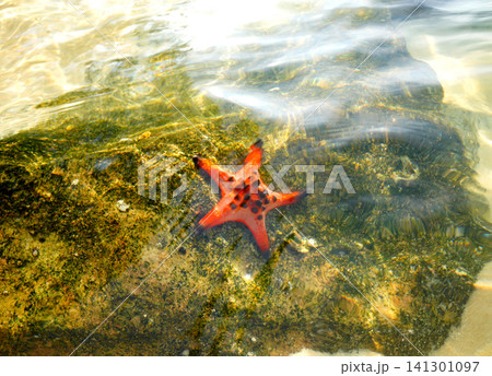 Starfish on sand shore during low tide in sunny coastal area in ocean water on on Phu Quoc Island Starfish on sand shore during low tide in sunny coastal area in ocean water on on Phu Quoc Island 141301097