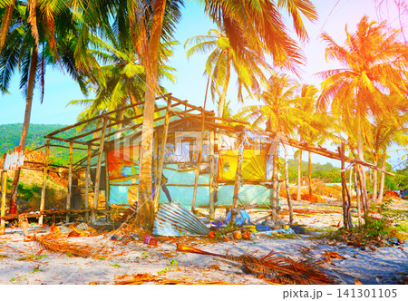 Destroyed wooden house on coast, surrounded by coconut palms. Ruins of wooden hu Destroyed wooden house on coast, surrounded by coconut palms. Ruins of wooden hu 141301105