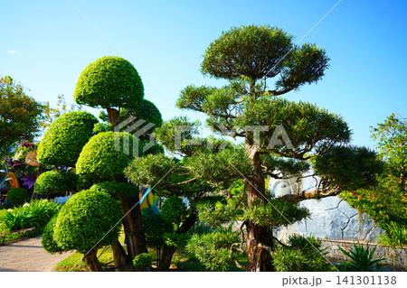 Niwaki-style tree or garden bonsai. Background of this ornamental tre Niwaki-style tree or garden bonsai. Background of this ornamental tre 141301138