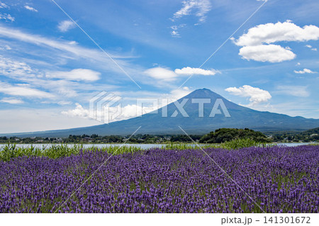 夏 河口湖大石公園のラベンダーと富士山 夏 河口湖大石公園のラベンダーと富士山 141301672