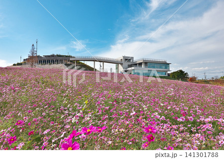 【兵庫県立公園あわじ花さじき】 兵庫県淡路市楠本 【兵庫県立公園あわじ花さじき】 兵庫県淡路市楠本 141301788