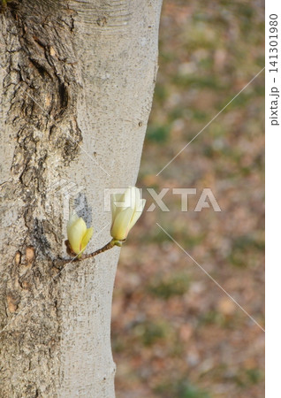 ハクモクレンの花 一輪(鉢形城公園/埼玉県大里郡寄居町鉢形) ハクモクレンの花 一輪(鉢形城公園/埼玉県大里郡寄居町鉢形) 141301980