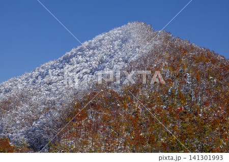 北海道の初雪が積もる山の斜面、紅葉と白雪のコントラスト 北海道の初雪が積もる山の斜面、紅葉と白雪のコントラスト 141301993