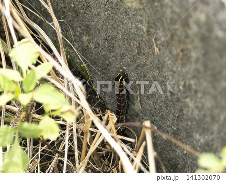 壁を登るセスジスズメの幼虫 壁を登るセスジスズメの幼虫 141302070