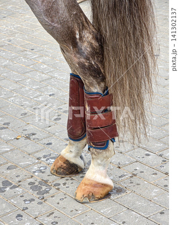 A horse stands on a cobbled surface showing its hind legs covered in leather boots while its clean hooves are visible. The tail flows long and thick behind it. A horse stands on a cobbled surface showing its hind legs covered in leather boots while its clean hooves are visible. The tail flows long and thick behind it. 141302137