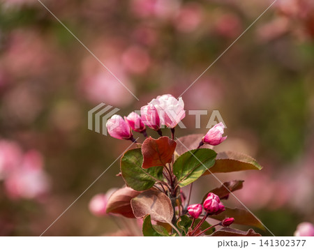 Fresh pink flowers of a blossoming apple tree with blured background Fresh pink flowers of a blossoming apple tree with blured background 141302377