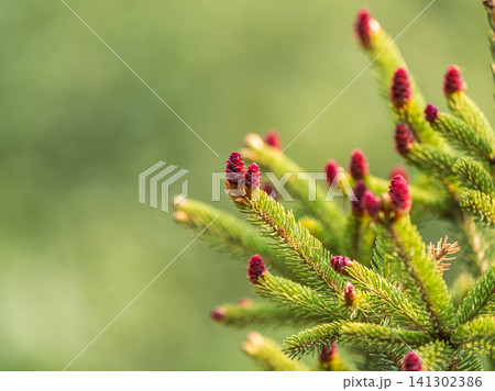 Closeup of fir branches with young buds. Spring nature concept. Fir branches with fresh shoots 141302386