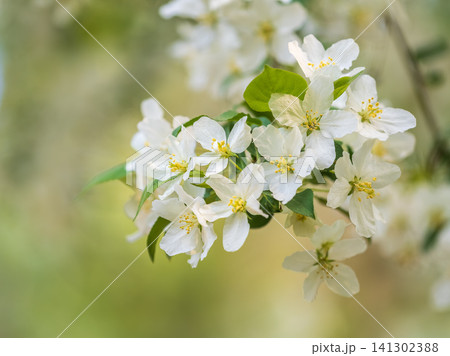 White blossoming apple trees in the sunset light. Spring season, spring colors. 141302388