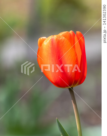 Colorful red tulips blossom in spring garden Colorful red tulips blossom in spring garden 141302390