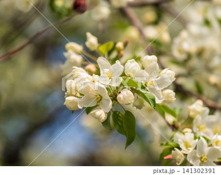 White blossoming apple trees in the sunset light. Spring season, spring colors. 141302391