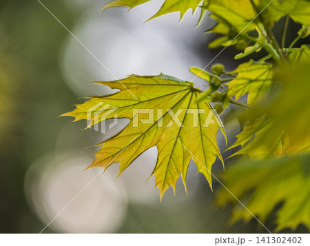 Spring branches of maple tree with fresh green leaves. Acer saccharinum, silver maple 141302402